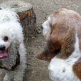2013_wuschel mit gilda